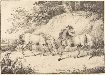 Cavalli selvaggi